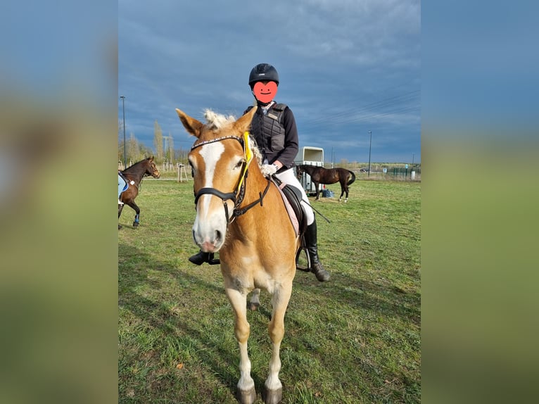 Haflinger Gelding 10 years 14,2 hh Chestnut-Red in Herzberg