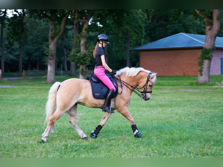 Haflinger Gelding 10 years 14,2 hh in Brietlingen