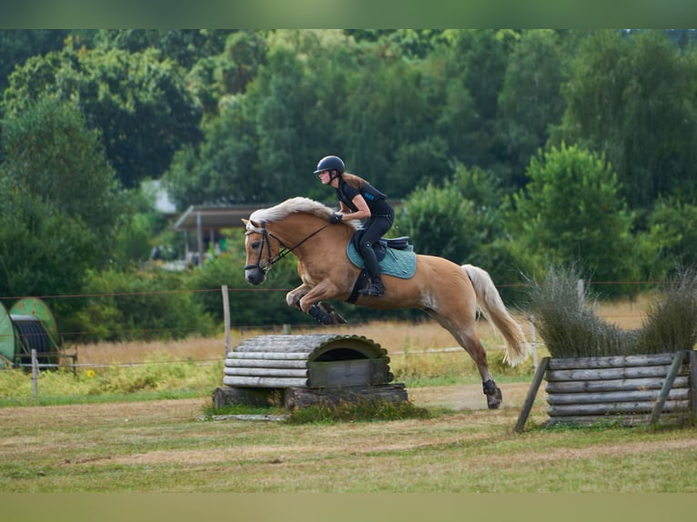 Haflinger Gelding 10 years 14,2 hh in Brietlingen