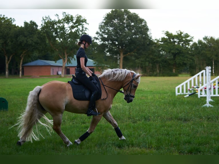 Haflinger Gelding 10 years 14,2 hh in Brietlingen