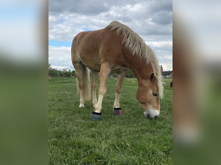 Haflinger Gelding 10 years 15,1 hh Chestnut-Red in Hamburg KirchwerderHamburg