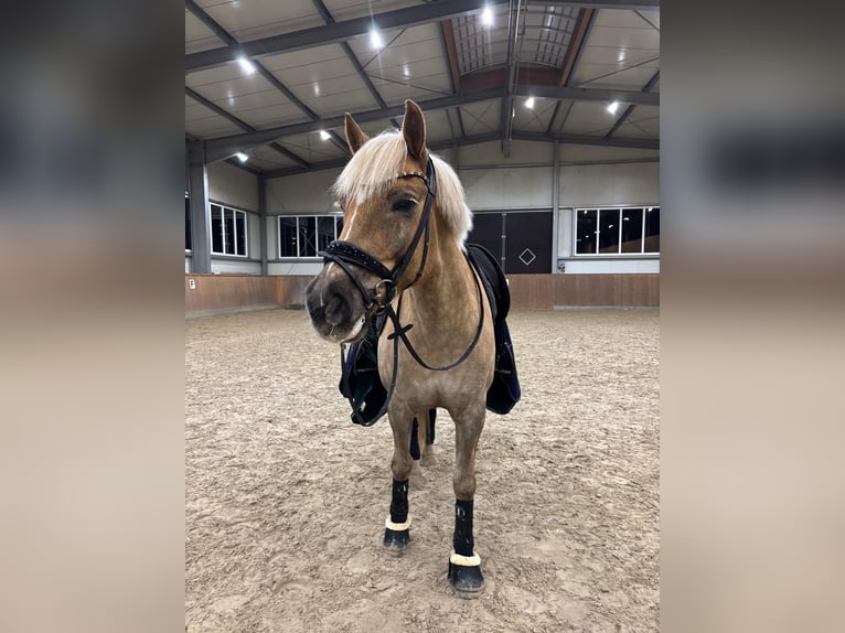 Haflinger Gelding 10 years 16 hh Chestnut-Red in Lohne (Oldenburg)