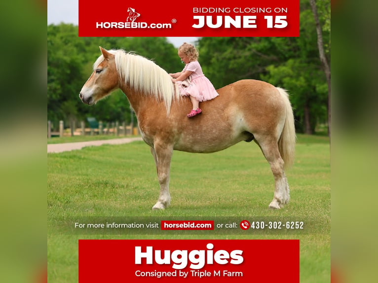 Haflinger Gelding 10 years Chestnut in Forney