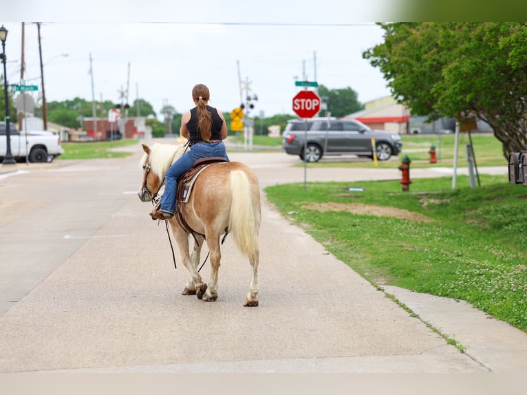 Haflinger Gelding 10 years Chestnut in Forney