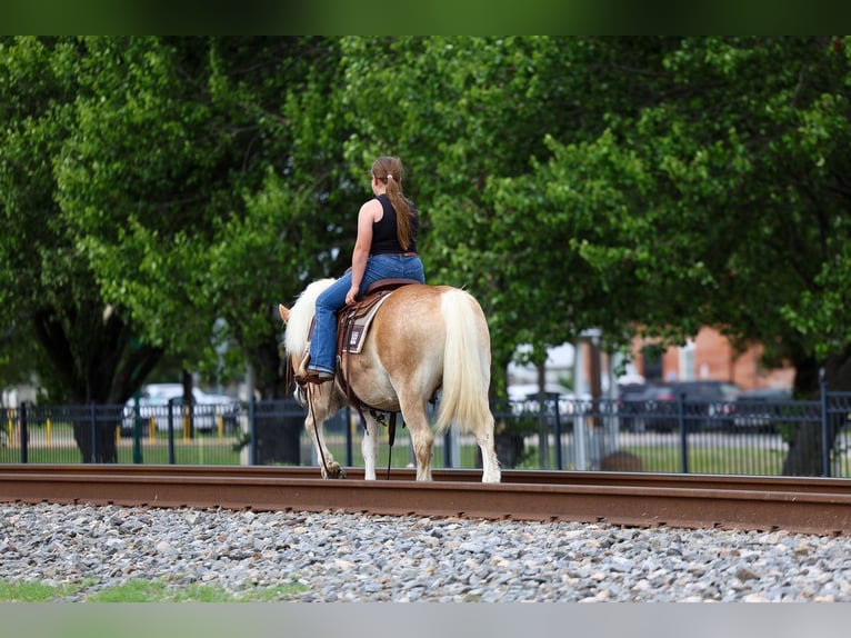 Haflinger Gelding 10 years Chestnut in Forney