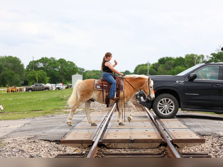 Haflinger Gelding 10 years Chestnut in Forney