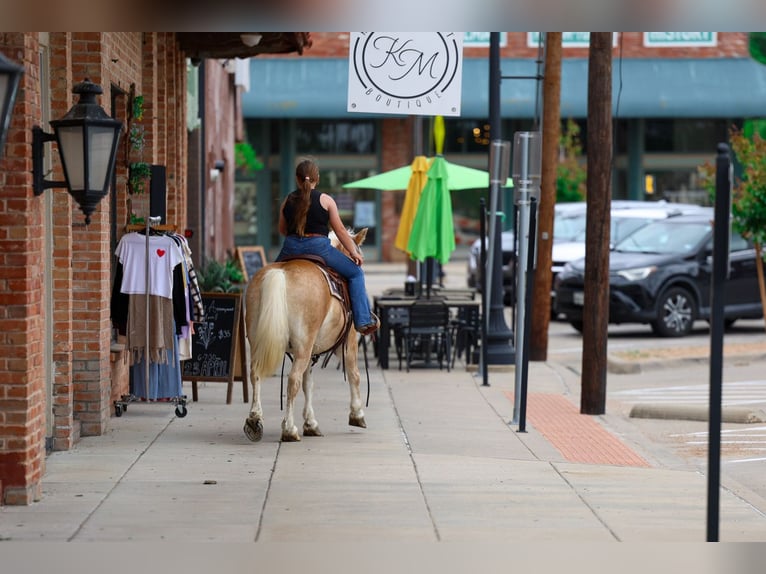 Haflinger Gelding 10 years Chestnut in Forney