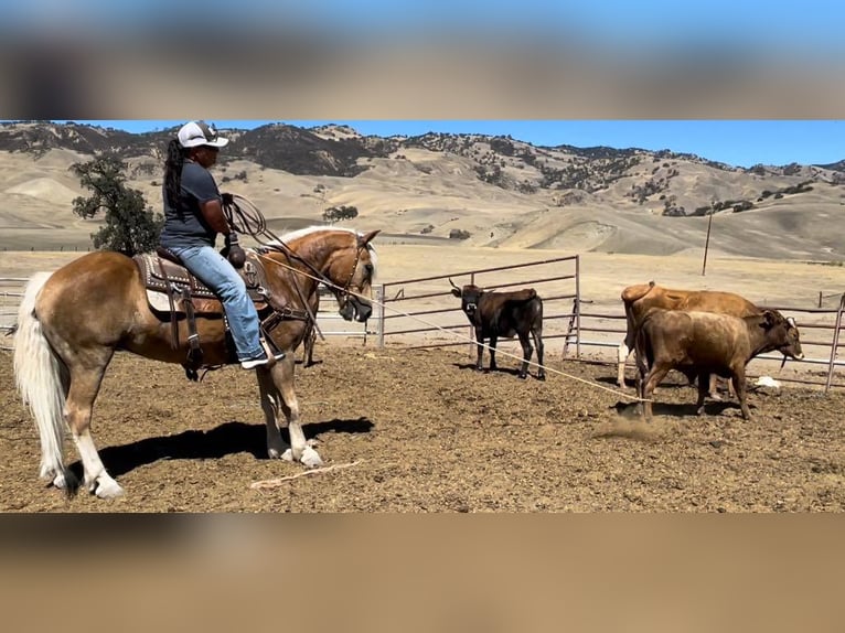 Haflinger Gelding 10 years in Bitterwater Ca