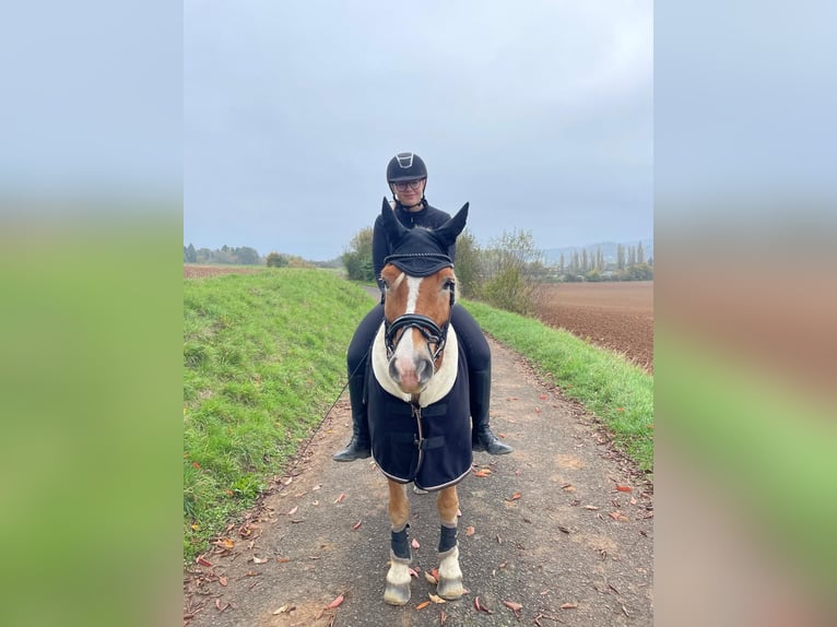 Haflinger Gelding 11 years 14.2 hh Palomino in Wetzlar