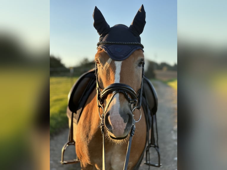 Haflinger Gelding 11 years 14.2 hh Palomino in Wetzlar