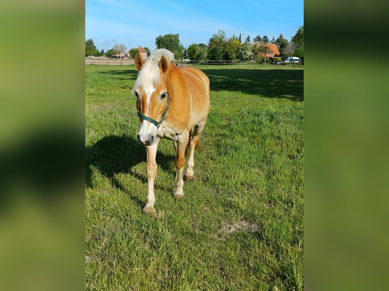 Haflinger Gelding 11 years 14.2 hh Palomino in Oldendorf