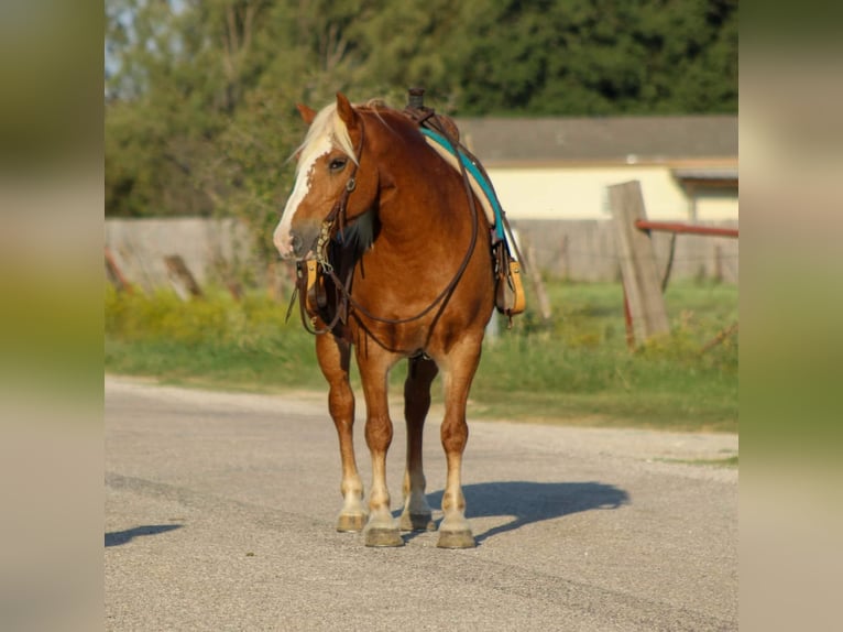 Haflinger Gelding 11 years 14 hh Chestnut in Stephenville TX