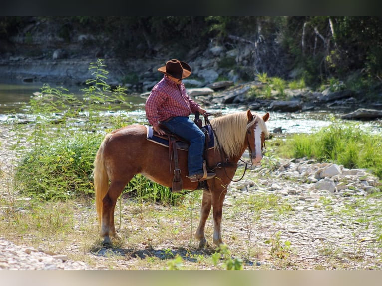 Haflinger Gelding 11 years 14 hh Chestnut in Stephenville TX