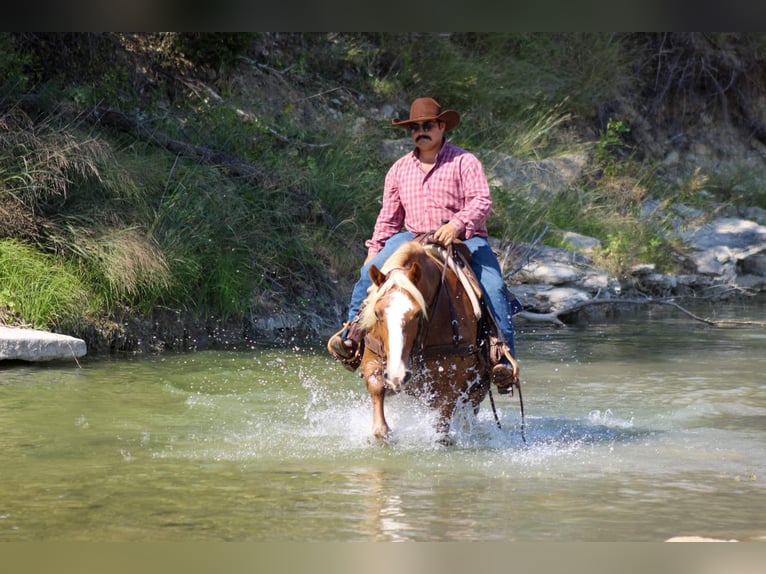 Haflinger Gelding 11 years 14 hh Chestnut in Stephenville TX