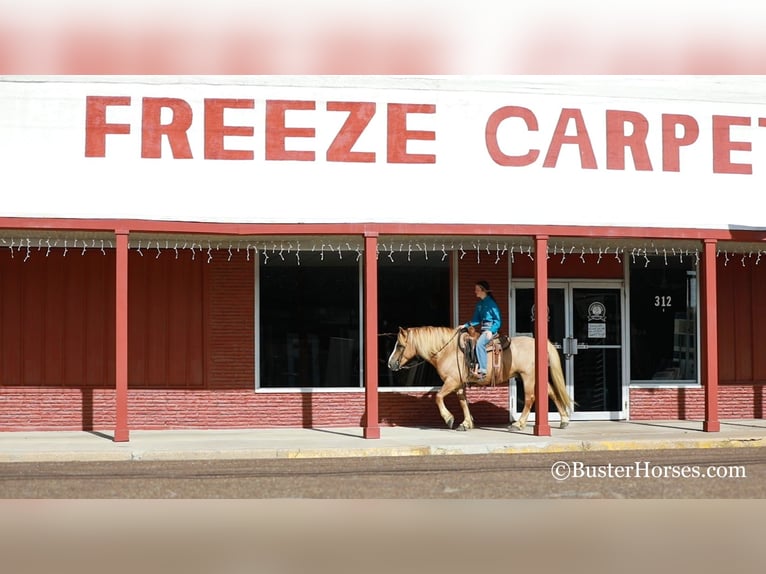 Haflinger Gelding 11 years 14 hh Chestnut in Weatherford TX