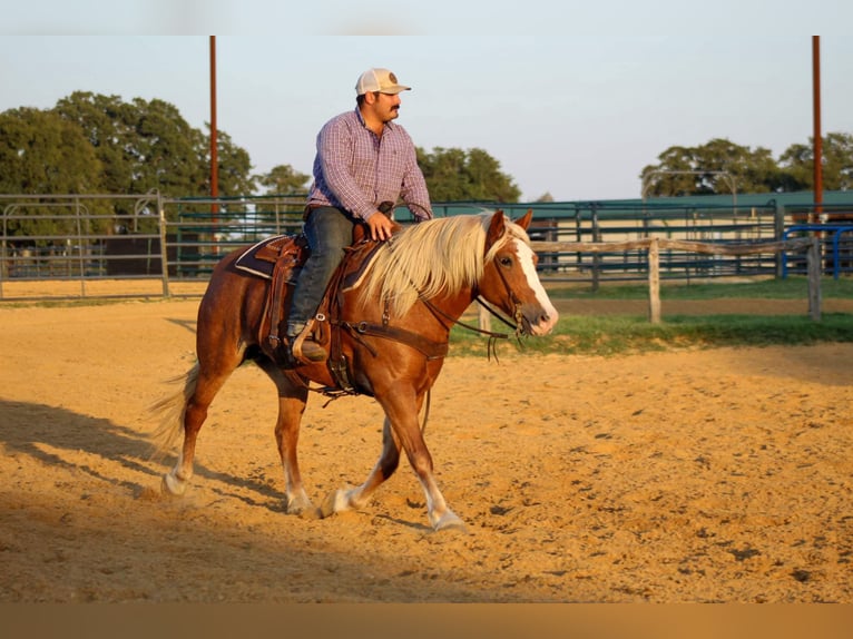 Haflinger Gelding 11 years 14 hh in Stephenville TX