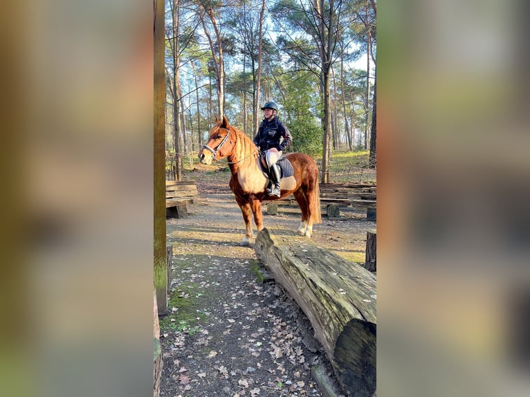 Haflinger Mix Gelding 11 years 15 hh Chestnut-Red in Nettetal