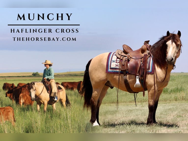 Haflinger Mix Gelding 12 years 13,1 hh Buckskin in Yoder, WY