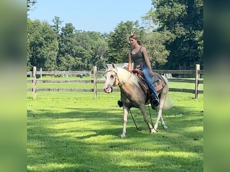 Haflinger Mix Gelding 12 years 13,2 hh Palomino in Granby, CT