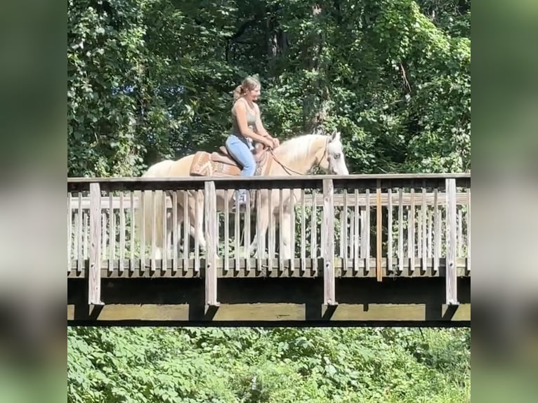 Haflinger Mix Gelding 12 years 13,2 hh Palomino in Granby, CT