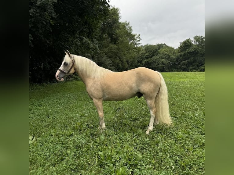 Haflinger Mix Gelding 12 years 13,2 hh Palomino in Granby, CT