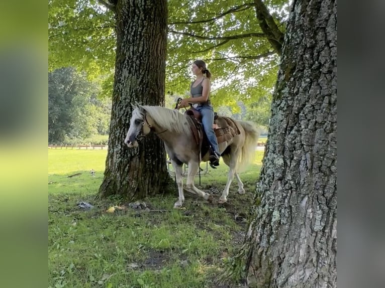 Haflinger Mix Gelding 12 years 13,2 hh Palomino in Granby, CT