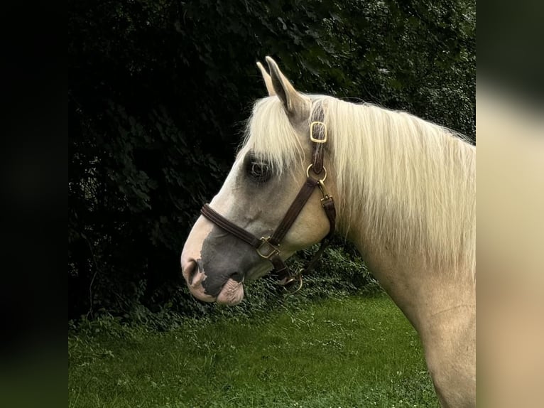 Haflinger Mix Gelding 12 years 13,2 hh Palomino in Granby, CT