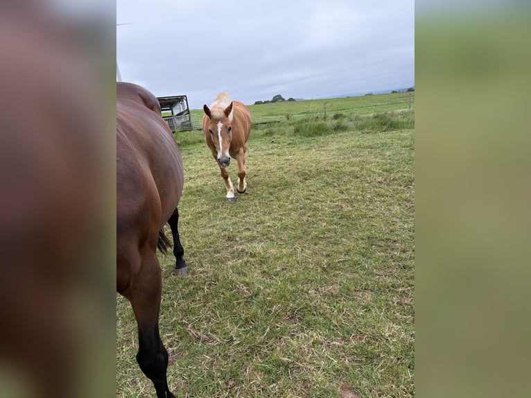 Haflinger Gelding 12 years 14.1 hh  in Diemelsee Adorf