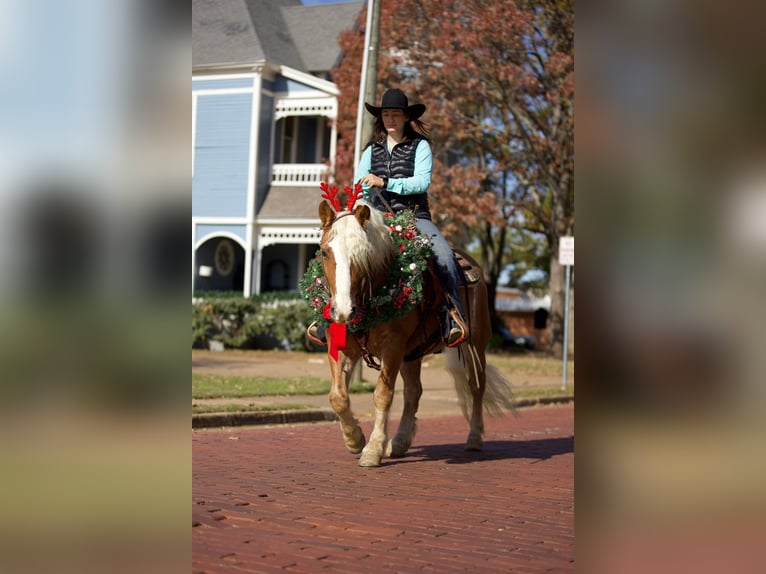 Haflinger Gelding 12 years 14,1 hh Sorrel in Rusk TX