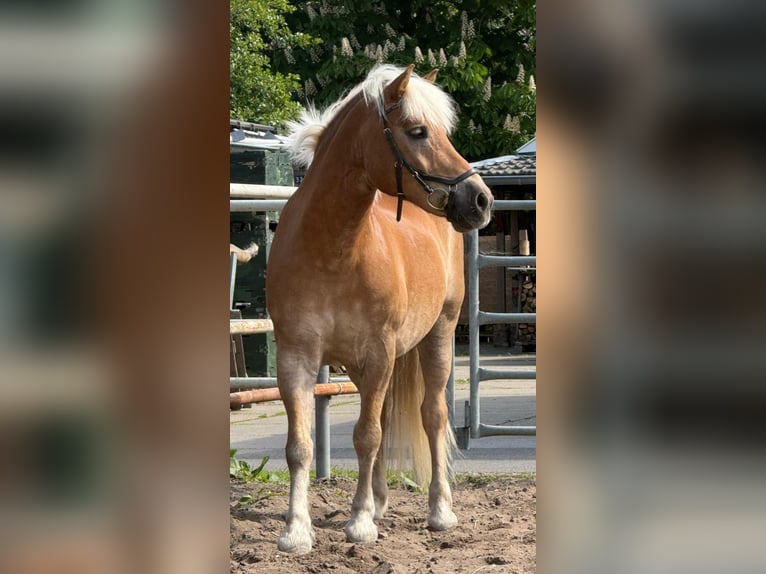 Haflinger Gelding 12 years 14.2 hh Brown in Rotterdam