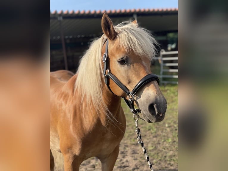 Haflinger Gelding 12 years 14,2 hh Chestnut-Red in Trebbin