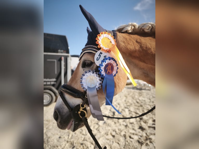Haflinger Gelding 12 years 14.2 hh Chestnut-Red in Wingst