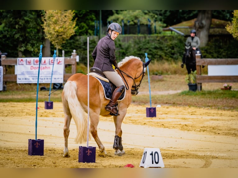 Haflinger Gelding 12 years 14.2 hh Chestnut-Red in Wingst