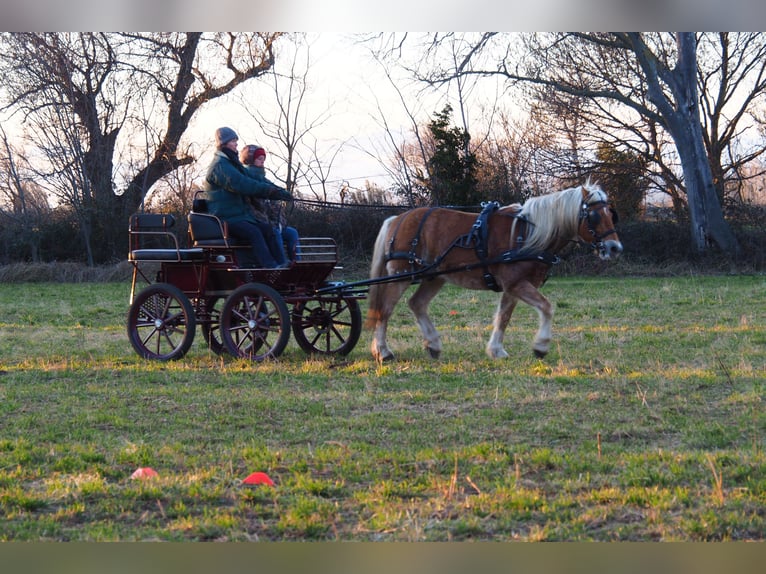 Haflinger Gelding 12 years 14,2 hh in Salon-de-Provence