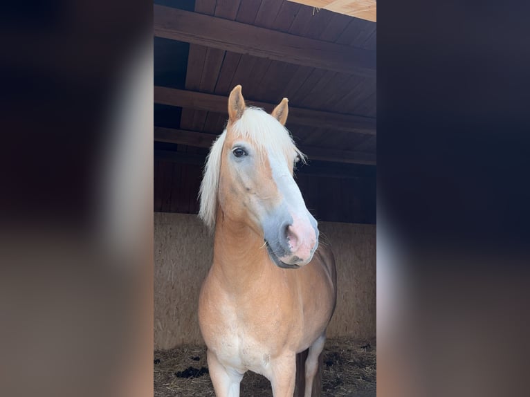 Haflinger Gelding 12 years 14,2 hh in Weinzierl