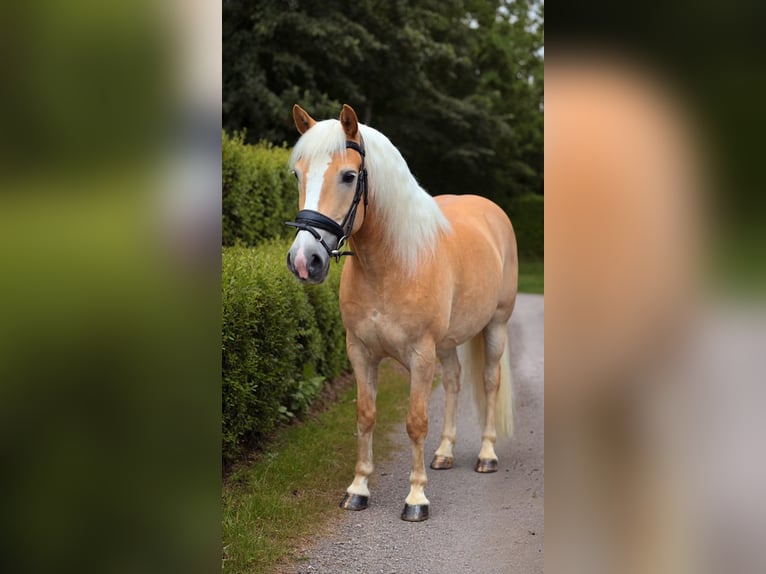 Haflinger Gelding 12 years 14.2 hh Palomino in Warendorf