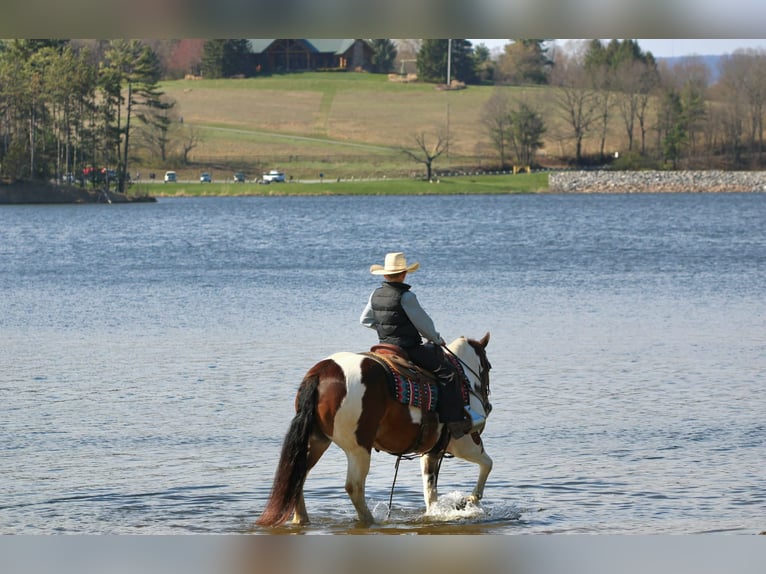 Haflinger Gelding 12 years 14.2 hh Pinto in Rebersburg