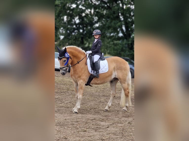 Haflinger Gelding 12 years 14,3 hh Chestnut-Red in Warendorf