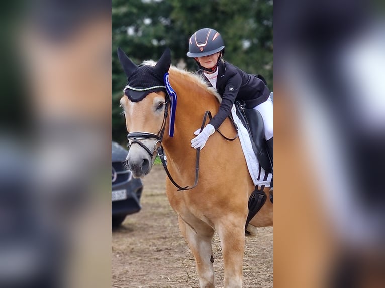 Haflinger Gelding 12 years 14,3 hh Chestnut-Red in Warendorf