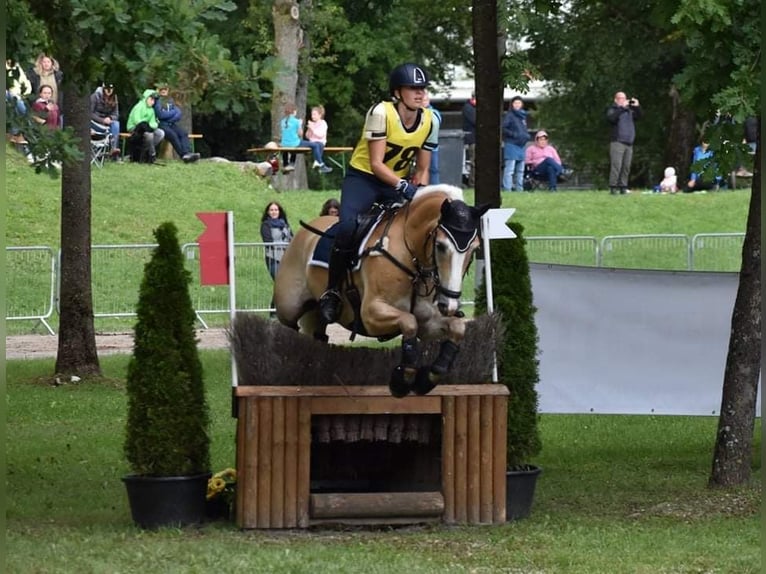 Haflinger Gelding 12 years 14.3 hh Chestnut-Red in St. Peter ob Judenburg