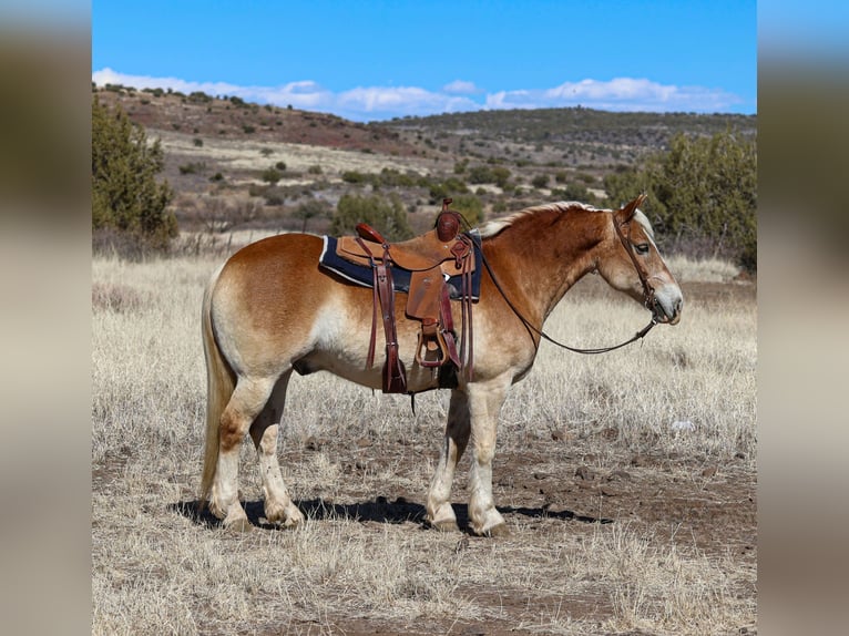 Haflinger Gelding 12 years 14,3 hh Palomino in Camp Verde, AZ