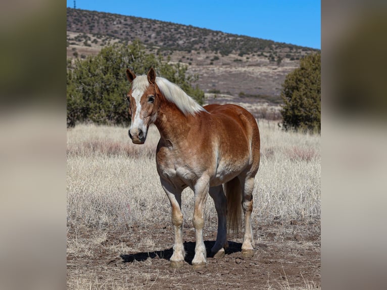 Haflinger Gelding 12 years 14,3 hh Palomino in Camp Verde, AZ