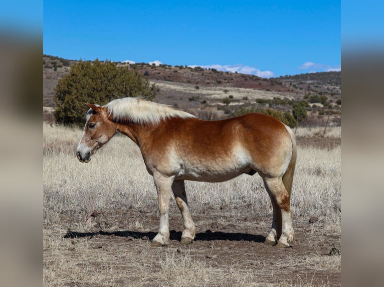 Haflinger Gelding 12 years 14,3 hh Palomino in Camp Verde, AZ