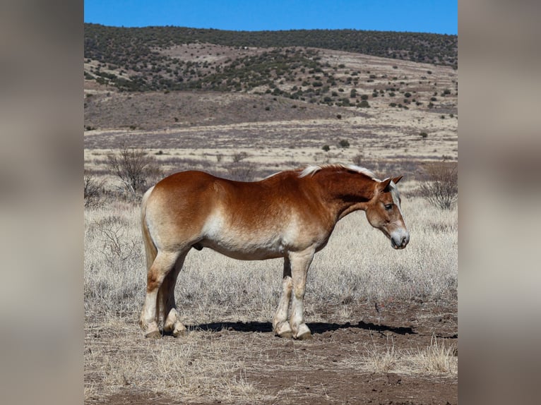 Haflinger Gelding 12 years 14,3 hh Palomino in Camp Verde, AZ