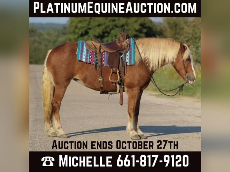 Haflinger Gelding 12 years 14 hh Chestnut in Stephenville TX