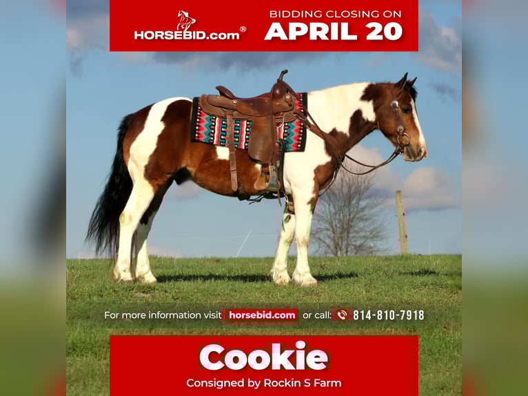 Haflinger Gelding 12 years 14,2 hh Pinto in Rebersburg