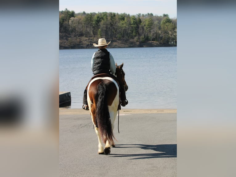 Haflinger Gelding 12 years 14,2 hh Pinto in Rebersburg
