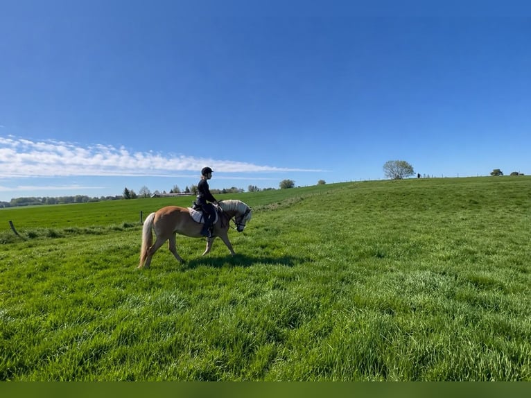 Haflinger Gelding 12 years 15.1 hh Chestnut-Red in Nettersheim