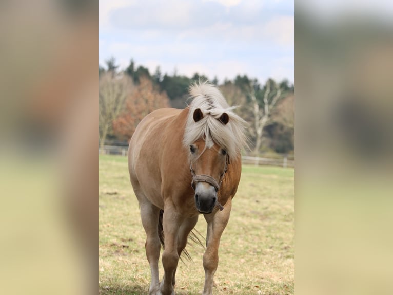 Haflinger Gelding 12 years 15.1 hh Chestnut-Red in Norderstedt