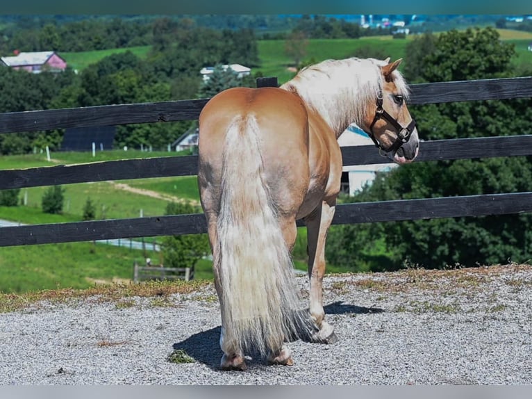 Haflinger Gelding 12 years Sorrel in Millersburg
